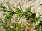 Fagonia arabica. Верхушка веточки. Израиль, впадина Мёртвого моря, Эйн Бокек, вади нахаль Бокек в нижнем течении. 29.04.2012.