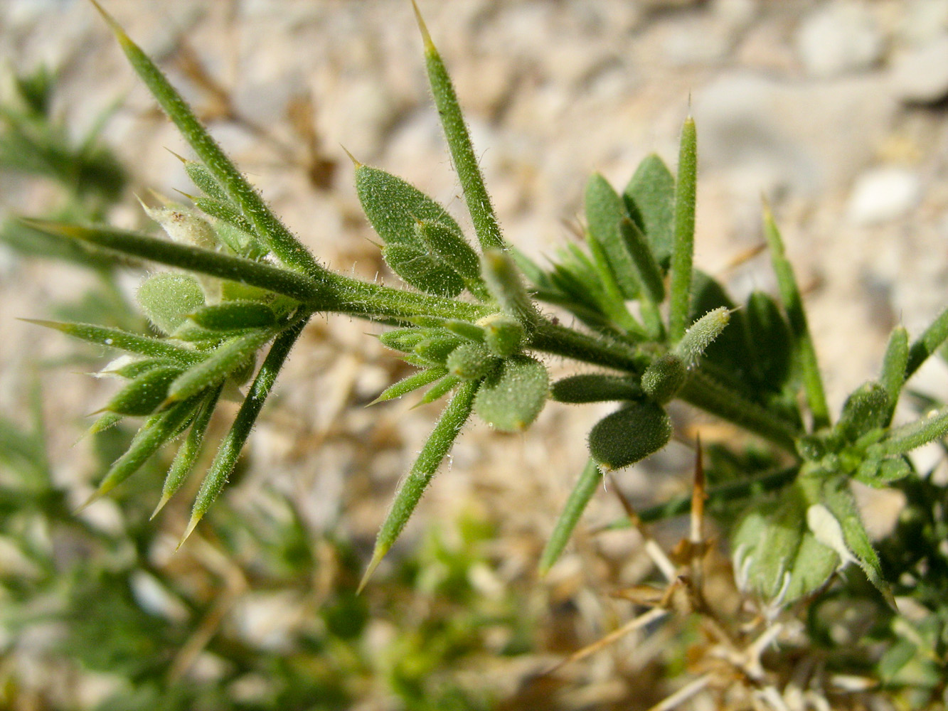Image of Fagonia arabica specimen.