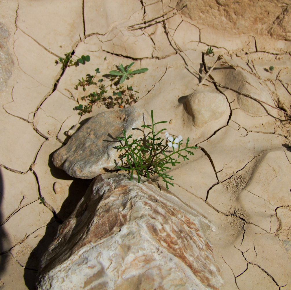 Image of Erucaria microcarpa specimen.