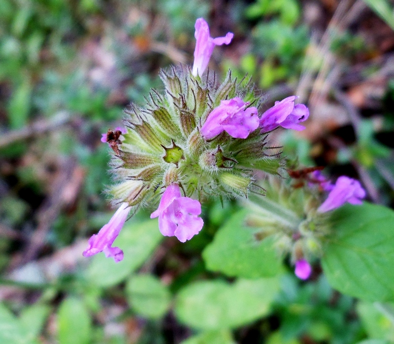 Image of Clinopodium vulgare specimen.