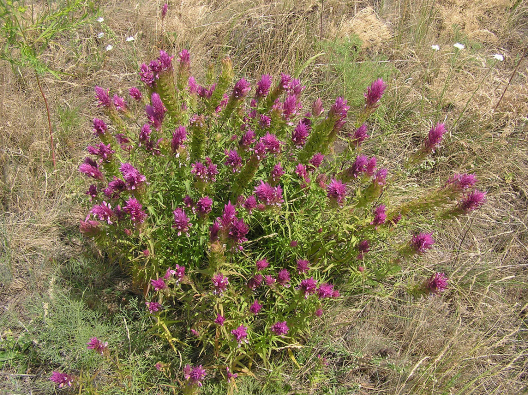 Image of Melampyrum arvense specimen.