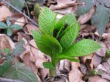 Scopolia carniolica