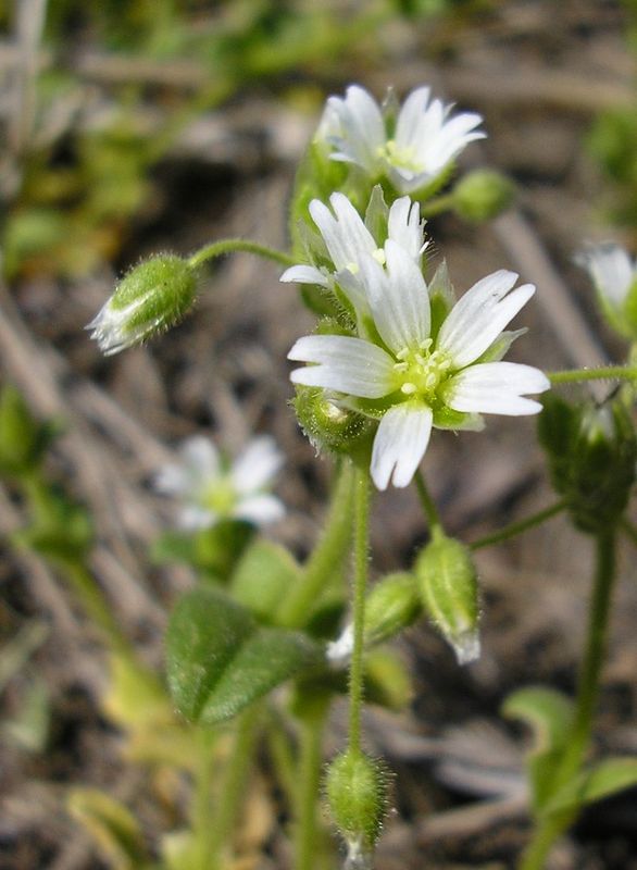 Image of Cerastium holosteoides specimen.