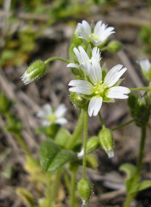 Изображение особи Cerastium holosteoides.