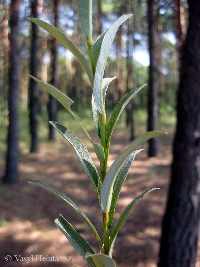 Изображение особи Salix rosmarinifolia.