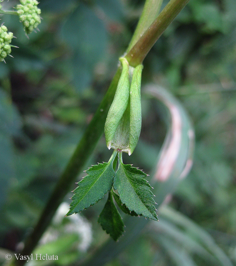 Image of Angelica sylvestris specimen.