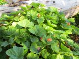 Rubus chamaemorus