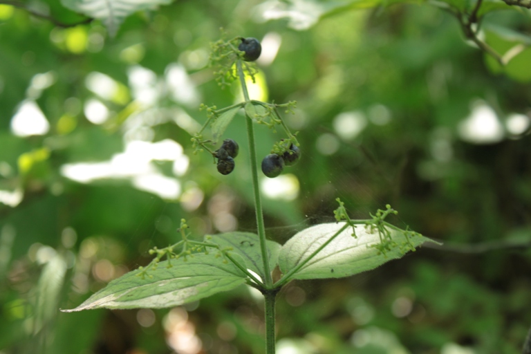 Изображение особи Rubia chinensis.