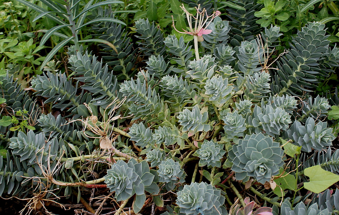 Изображение особи Euphorbia myrsinites.