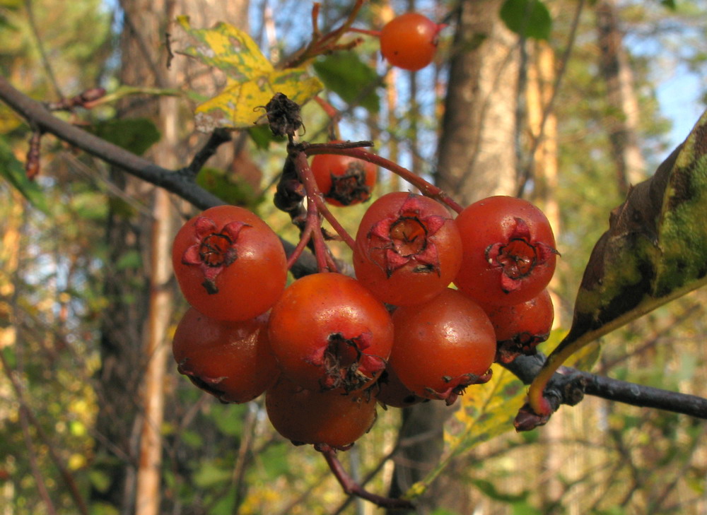 Изображение особи Crataegus chlorocarpa.