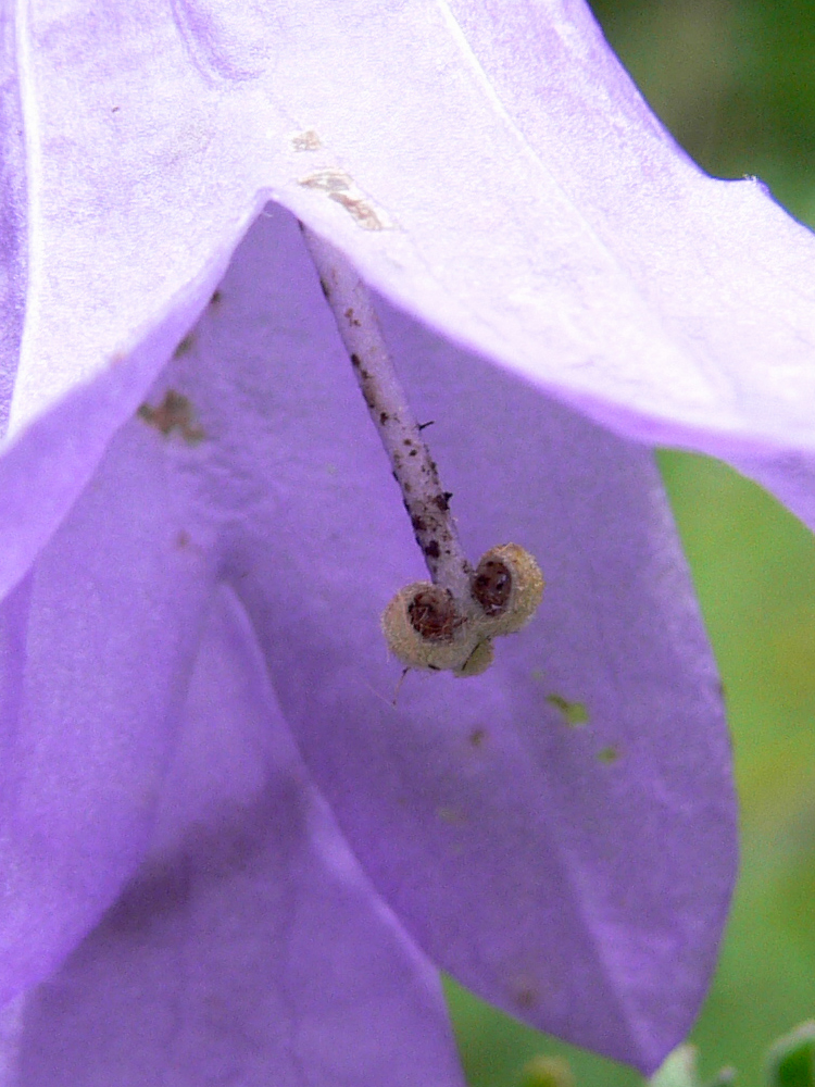 Image of Campanula rapunculoides specimen.