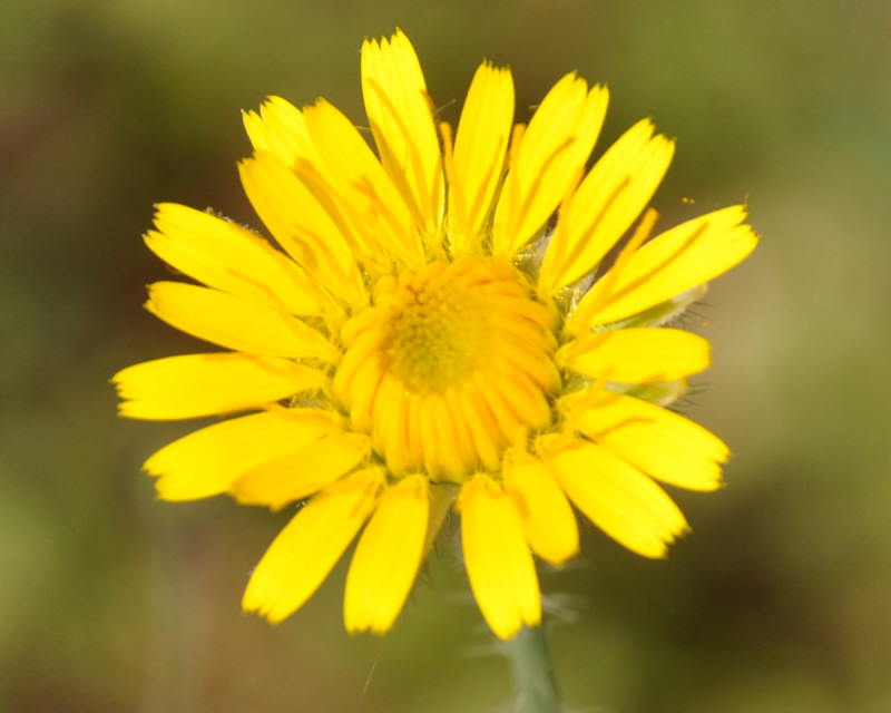 Image of Tolpis virgata specimen.