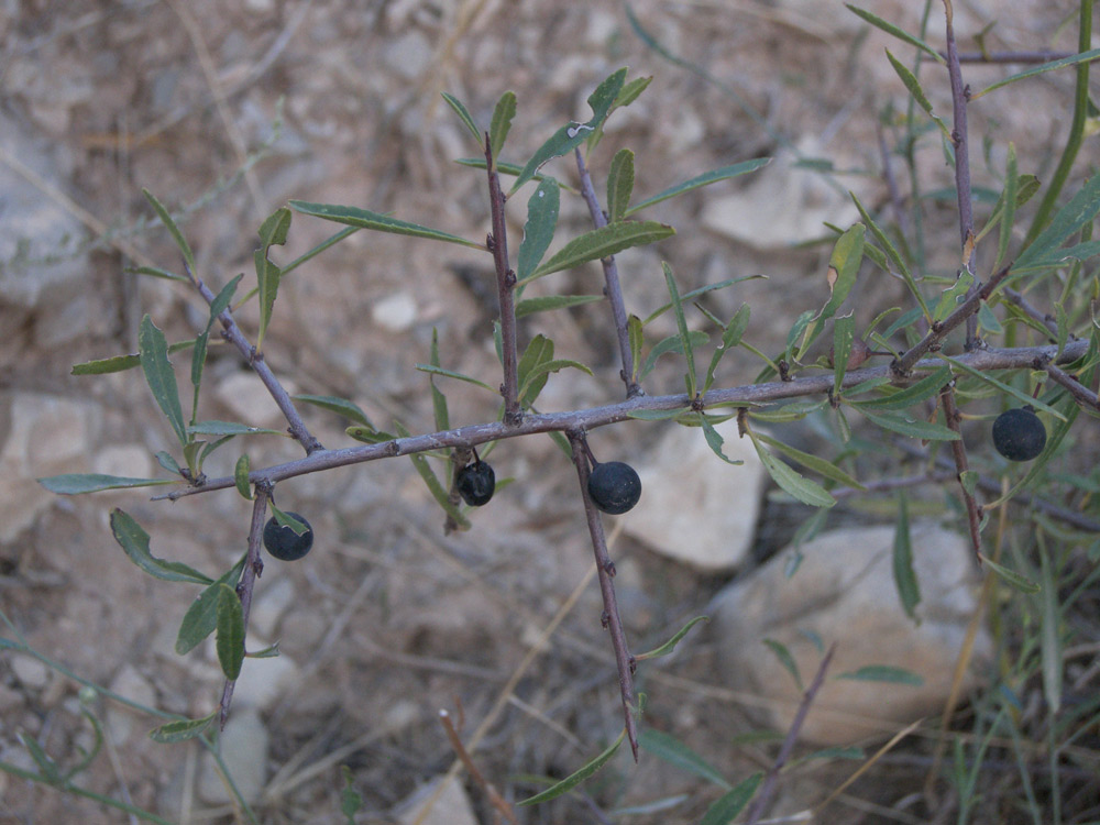 Image of Rhamnus erythroxyloides specimen.