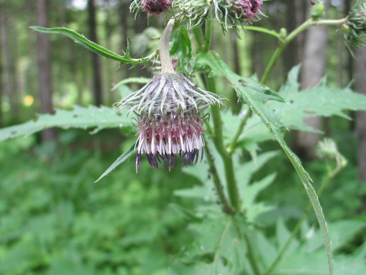 Изображение особи Cirsium kamtschaticum.