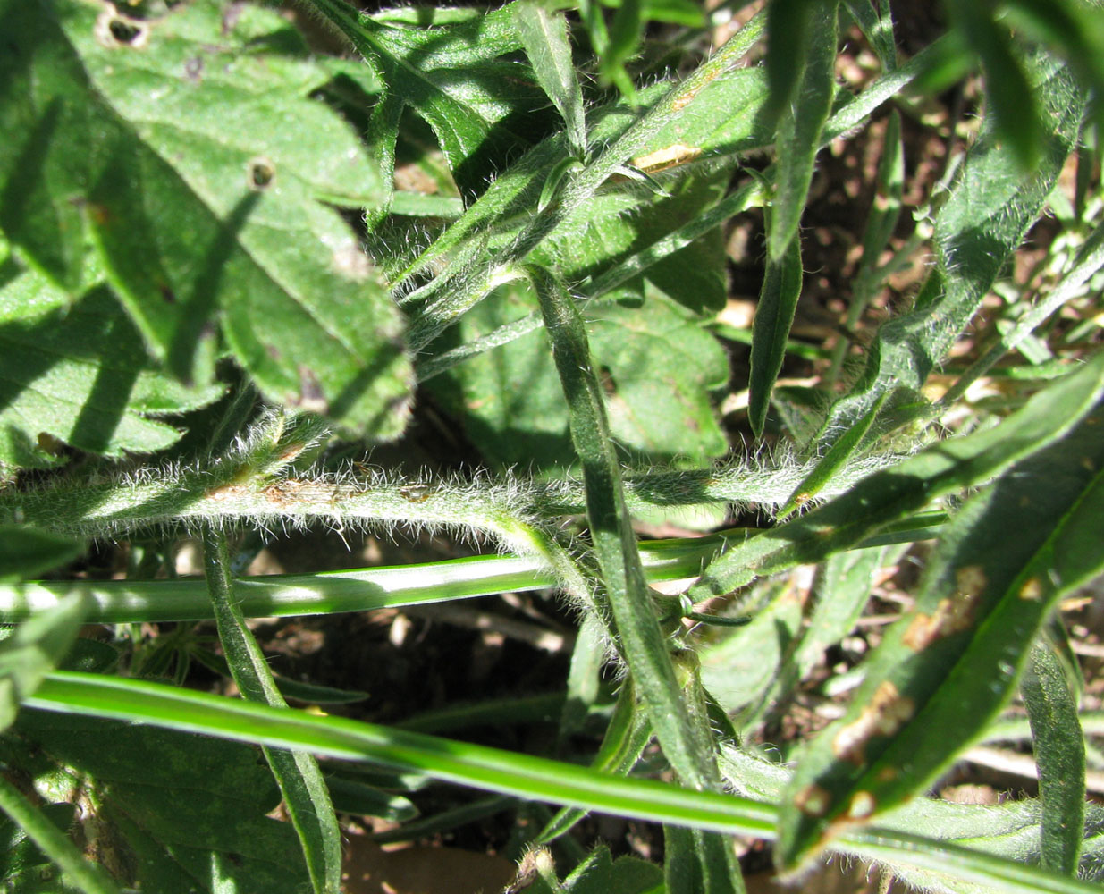 Image of Convolvulus cantabrica specimen.