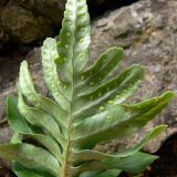 Polypodium cambricum. Нижняя часть вайи (листа) с сорусами. Испания, Страна Басков, провинция Гипускоа, г. Сан-Себастьян, парк. 18.07.2012.