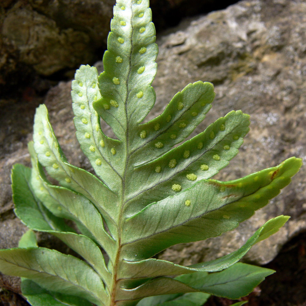 Изображение особи Polypodium cambricum.