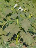 Datura stramonium