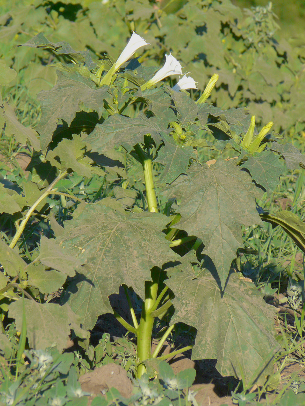 Изображение особи Datura stramonium.