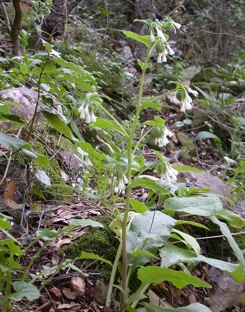 Изображение особи Symphytum brachycalyx.