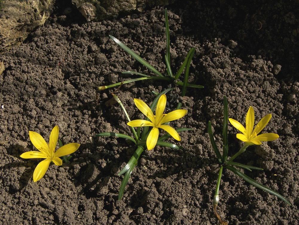 Изображение особи Sternbergia greuteriana.