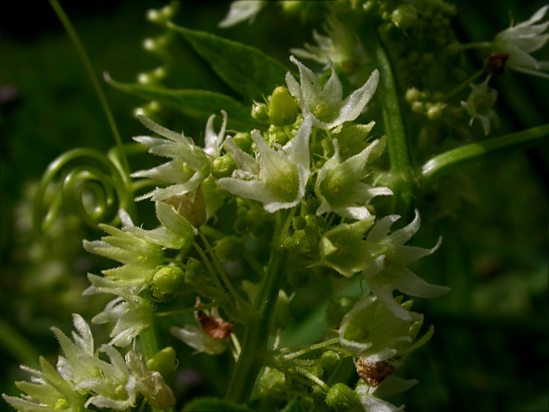 Изображение особи Echinocystis lobata.