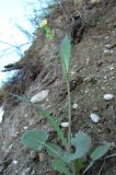 Sonchus oleraceus. Цветущее растение. Абхазия, Гудаутский р-н, обрыв. 09.06.2012.