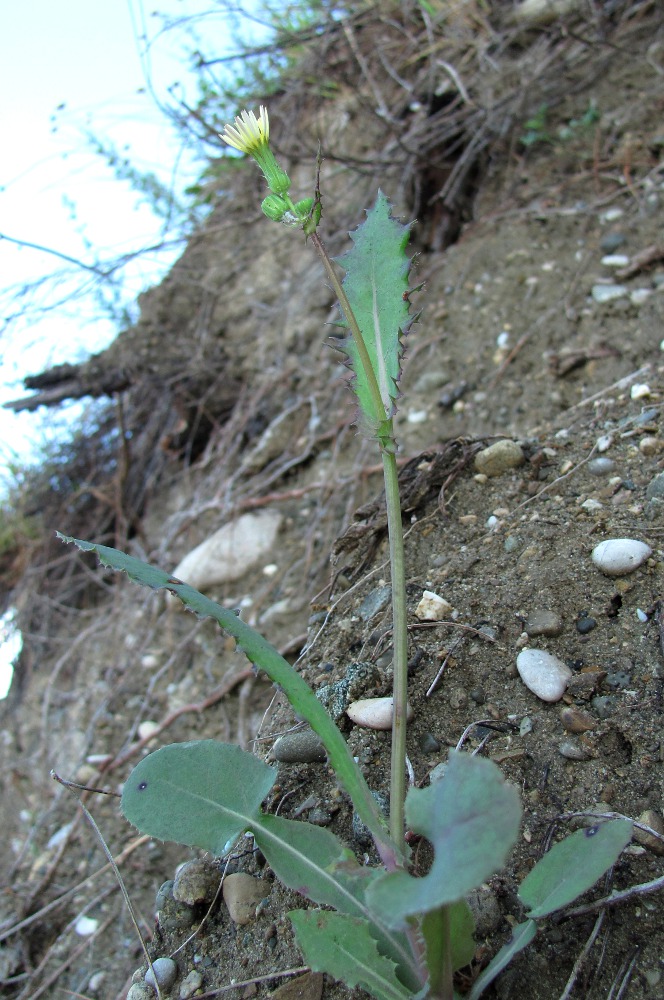 Изображение особи Sonchus oleraceus.