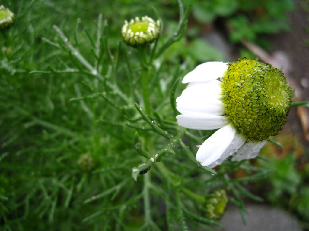 Image of Tripleurospermum tetragonospermum specimen.