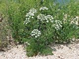 Astrodaucus littoralis. Цветущее растение на песчано-ракушечниковой террасе. Украина, Донецкая обл., Новоазовский р-н, НПП \"Меотида\", Кривая коса. 06.06.2012.