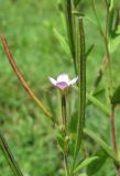 Epilobium adenocaulon