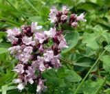 Origanum vulgare. Соцветие. Кыргызстан, северный берег озера Иссык-Куль, Григорьевское ущелье. 08.08.2011.
