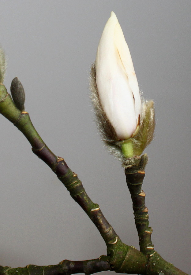 Image of Magnolia kobus specimen.