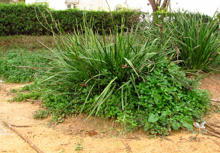 Image of Dietes grandiflora specimen.