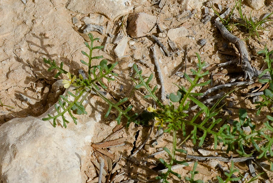 Изображение особи Carrichtera annua.