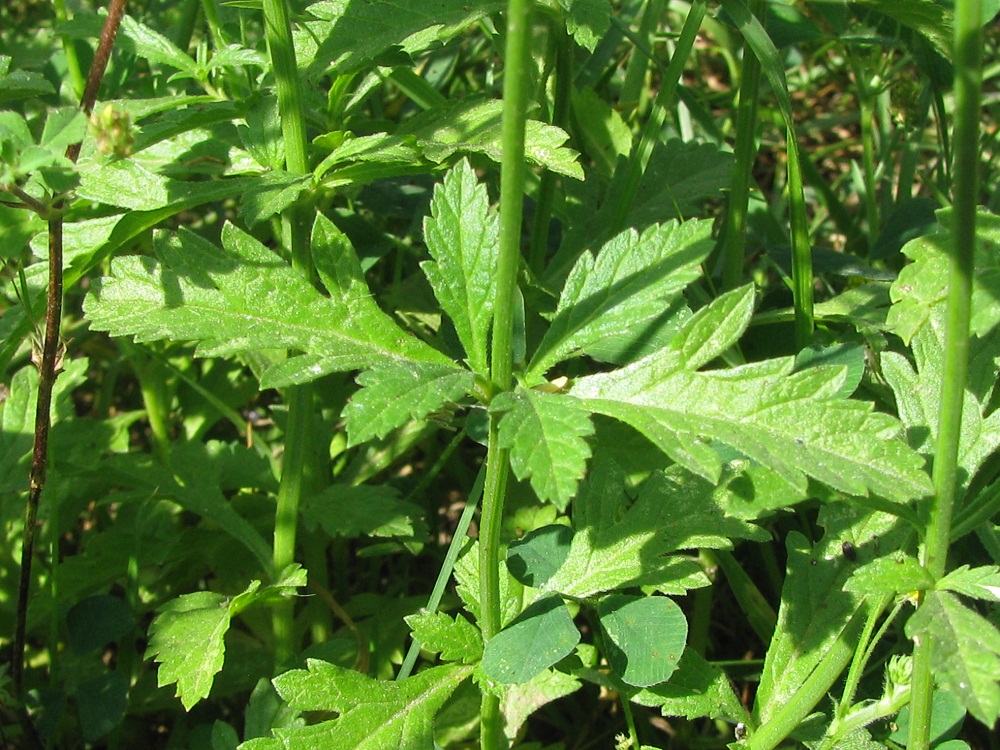 Изображение особи Verbena officinalis.