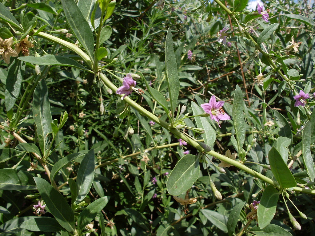 Изображение особи Lycium barbarum.