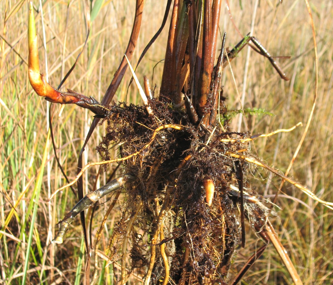 Image of Cladium mariscus specimen.