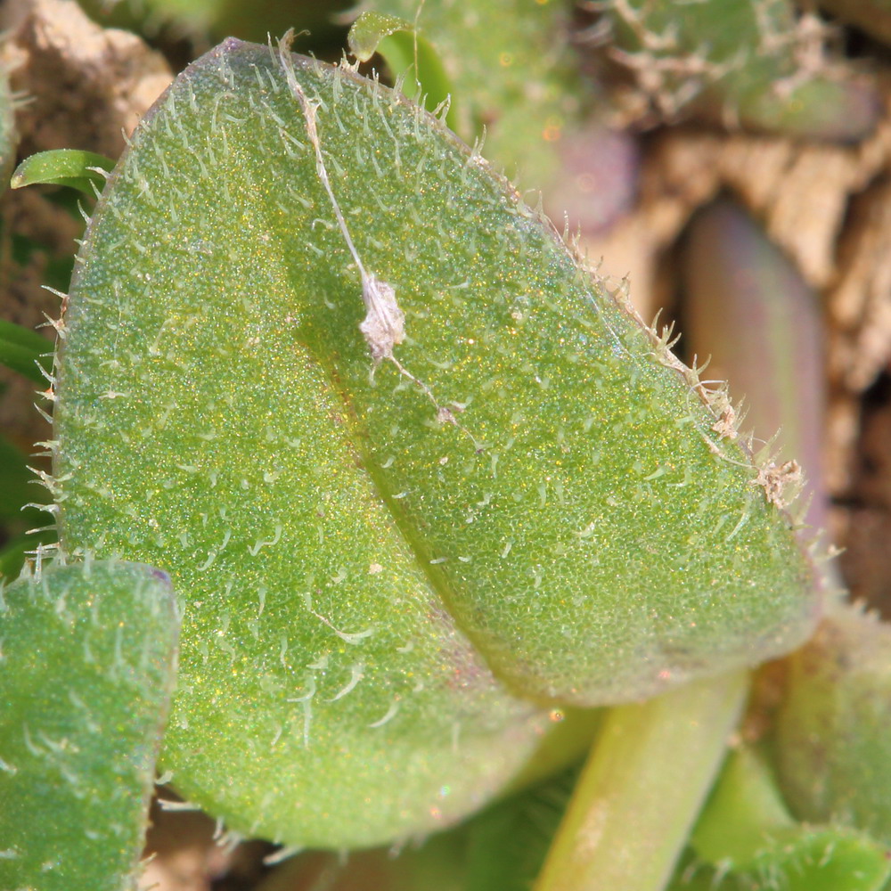 Image of Holosteum umbellatum specimen.