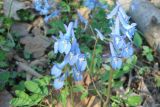 View full-size image Corydalis ambigua