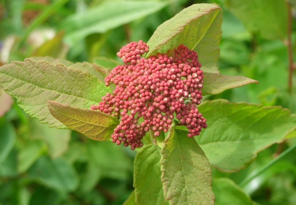 Image of Spiraea betulifolia specimen.