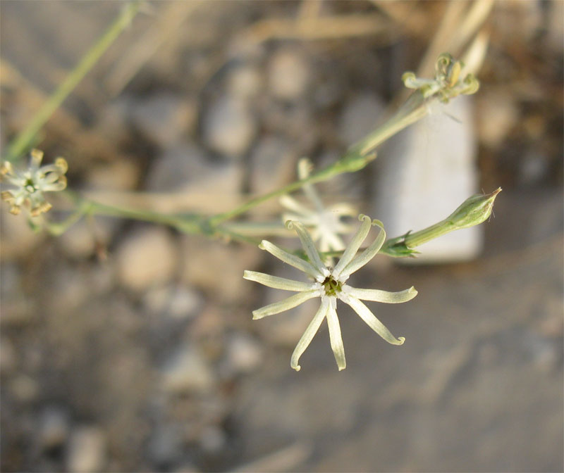 Image of Silene linearis specimen.