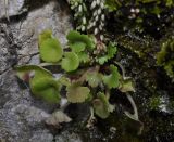 Umbilicus rupestris