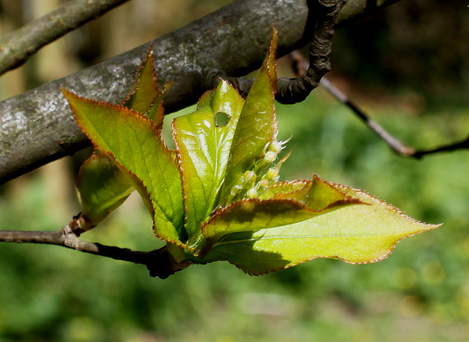 Image of Photinia villosa specimen.