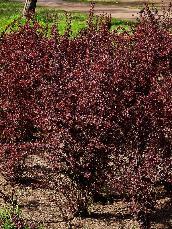 Image of Berberis thunbergii specimen.