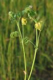 Medicago denticulata