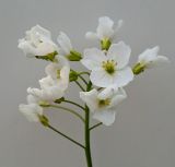 Cardamine dentata. Соцветие. Московская обл., Лотошинский р-н, окр. дер. Савостино, заболоченный берег р. Русса. 25.05.2013.