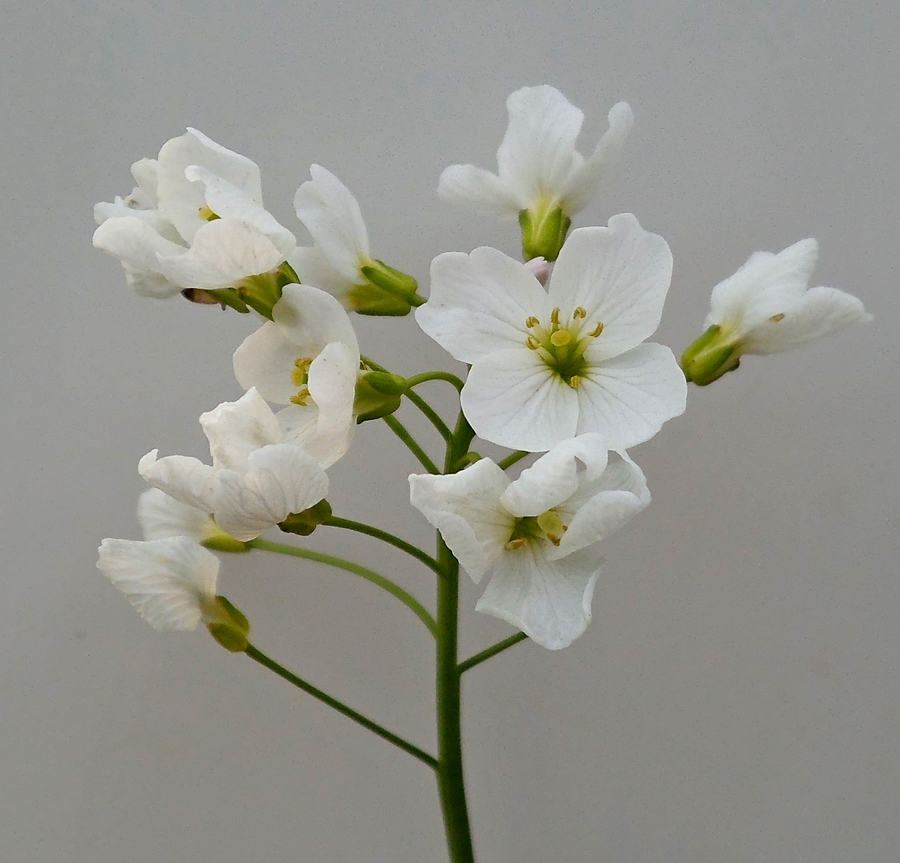 Image of Cardamine dentata specimen.