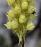 Image of taxon representative. Author is Роланд Цандекидис