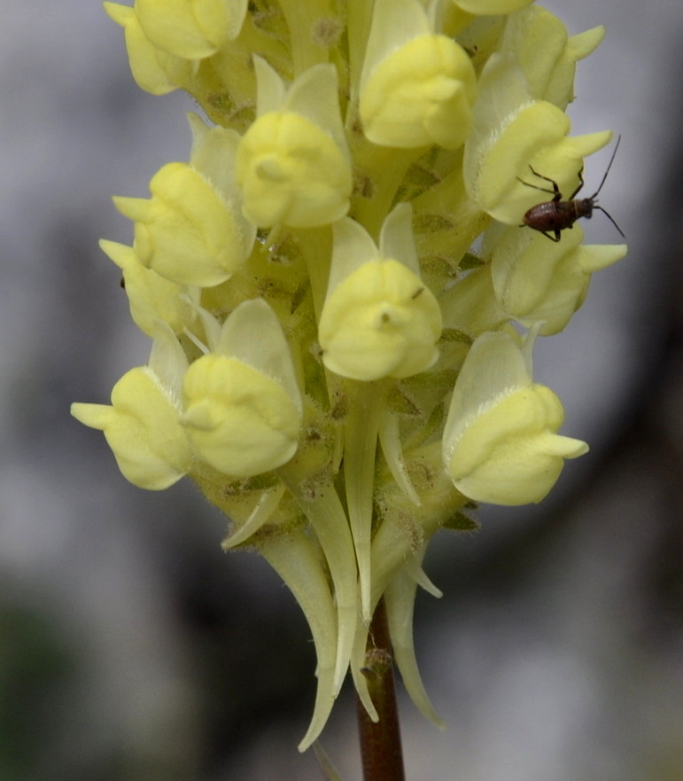 Image of Linaria peloponnesiaca specimen.
